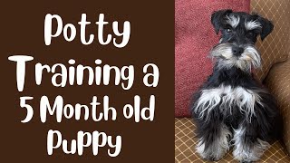 Potty Training a Puppy at 5 Months Old