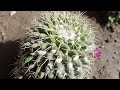 Ornamental cactus #cactus