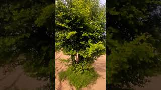 Desi Khet Rajasthan Desi Views