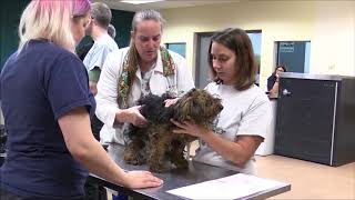 27 Yorkies Rescued from Suspected Former Breeder