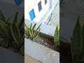 Mahasiswa Polindra buang puntungnya sembarangan 🤬