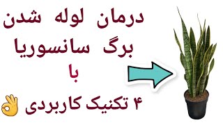 علت لوله شدن برگ سانسوریا 😵‍💫😖
