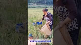 Beginilah Alat Panen Padi Manual Yang Cepat