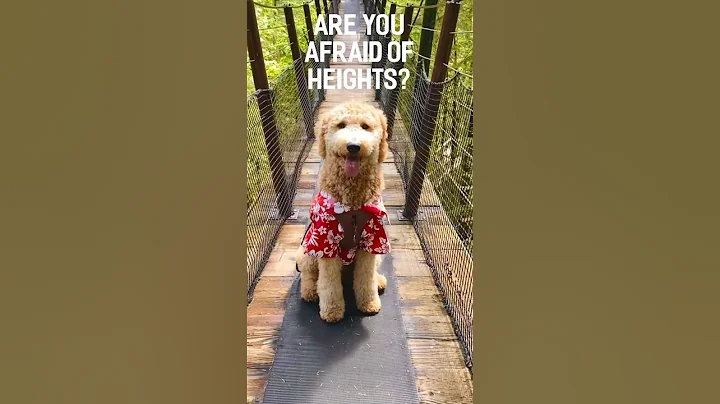 Are you afraid of heights? #dog #shorts #cutedog