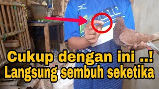 How to treat a pigeon that is seriously ill