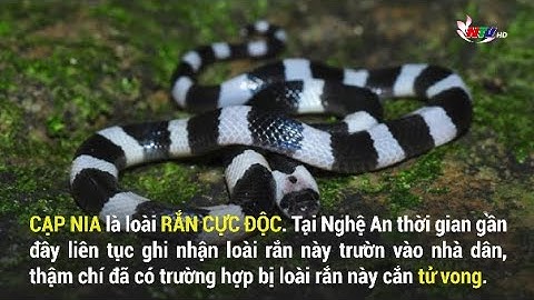 NGHỆ AN: RẮN CẠP NIA LIÊN TỤC TRƯỜN VÀO NHÀ DÂN