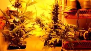 Black Valley (Ripper Seeds)