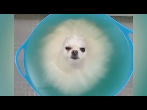 do-not-play-try-not-to-laugh,-it's-so-hard-you-will-die-trying!---funniest-animal-videos