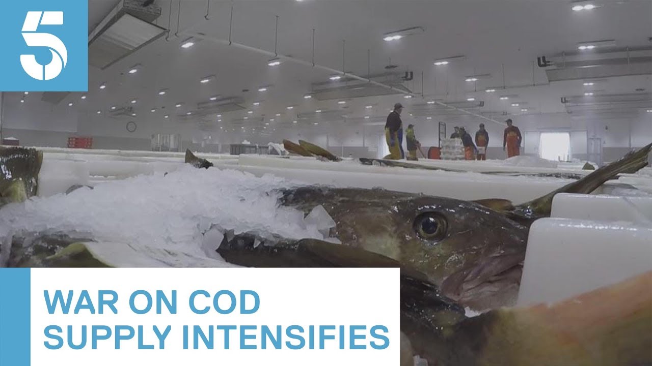 Cod could be off the menu as stocks fall to 'critical' level | 5 News