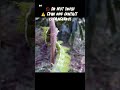 This Caterpillar Can Kill You #LonomiaObliqua #DangerousAnimals #Venomous #WildlifeFacts