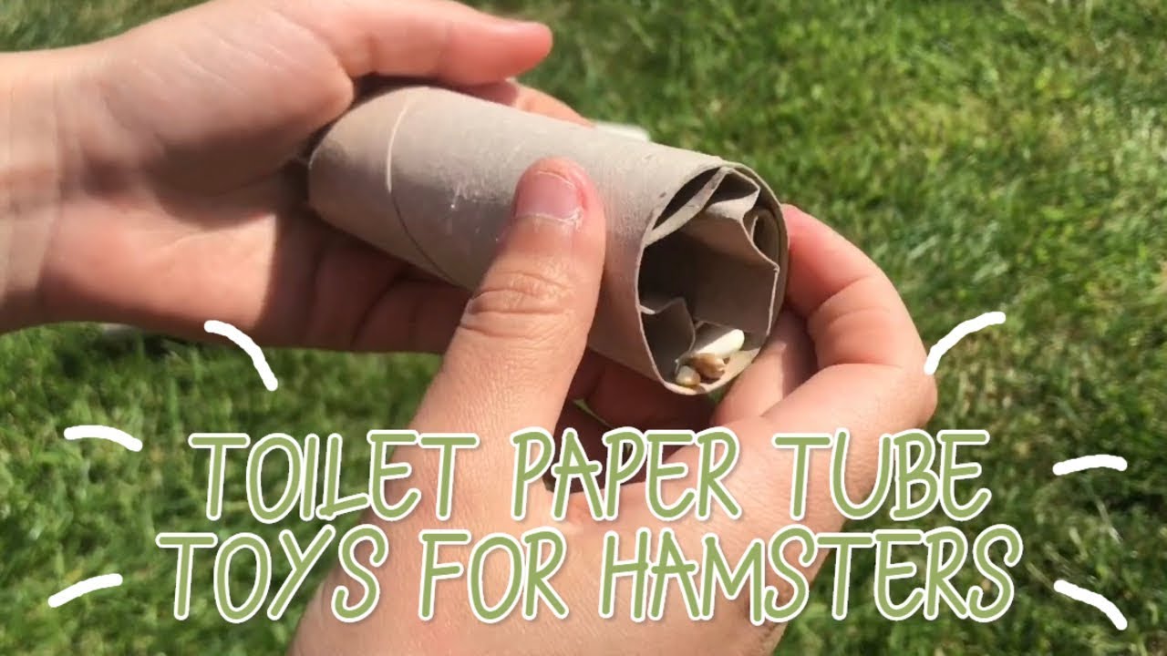 5 DIY Toilet Paper Tube Toys for Hamsters! YouTube