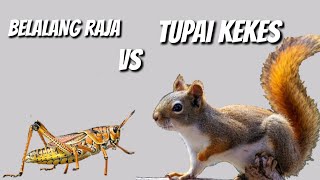 KOMBINASI BELALANG RAJA VS TUPAI KEKES MUDAH DI TIRU