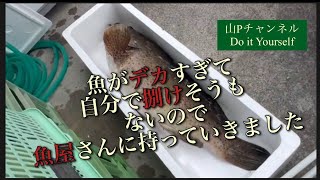 魚がデカすぎて、自分で捌けそうにないので、魚屋さんに持って行きました。