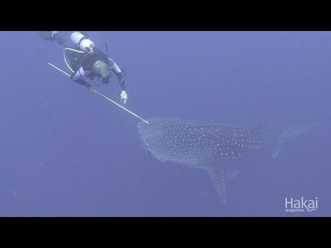 Whale Shark Tagging in The Philippines