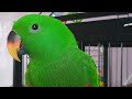 Perroquet eclectus (comment bien choisir la  cage de votre perroquet !!!)