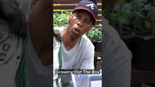 Using Alfalfa Pellets As Fertilizer In The Garden #shorts #gardening #garden Using Alfalfa Pellets As Fertilizer In The Garden #shorts #gardening #garden