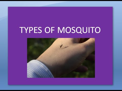 Video: Verschil Tussen Aedes Anopheles En Culex Mosquito