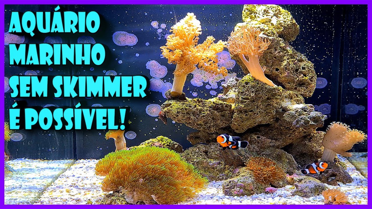 AQUÁRIO MARINHO SEM SKIMMER, SIM É POSSÍVEL E EU TENHO UM!