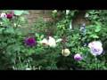 Roses Roses Roses and other plants Roses Roses Roses and other plants