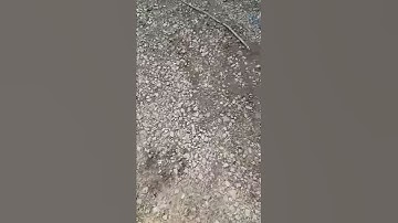 Cat delete celica gts 2000