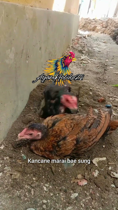 Sing penting sehat waras #shorts #story #pecintaayam