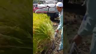 Manual Paddy Rice Harvester Made in Japan #shorts #agrimachinery