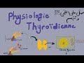 La physiologie thyrodienne  expliqu facilement 