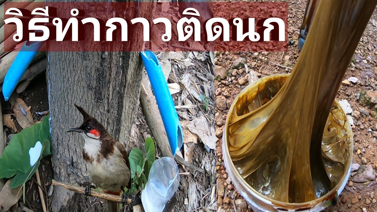 ทำกาวติดนกจากต้นยางพารา 9 พฤษภาคม 2022