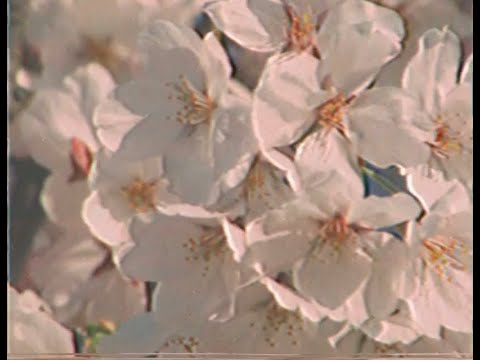 winslow house - shed (lyric video)