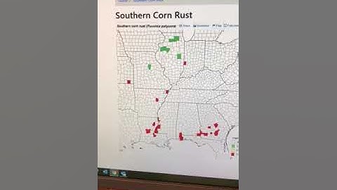 Southern Corn Rust Tracking 2019 | Video: July 18, 2019