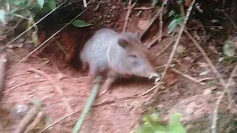 Qual é o nome do porco-do-mato?