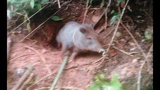 Porco do mato, cateto, caititu saindo do buraco/toca.