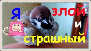 Страшный зверь) Огромный и драчливый воробей Тоша.