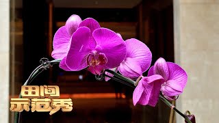 种植蝴蝶兰保姆级入门技巧来了！专家手把手教你如何提高蝴蝶兰品质！|「田间示范秀」20221219