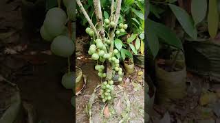 লটকনসহ চারা কিনুন, স্টক সীমিত #fruit #01710863867 #garden