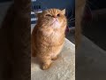 #animal #cat #cuted #cute #kitten #pets