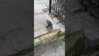 Cute Squirrel ️ #squirrel #short #shorts #shortvideo