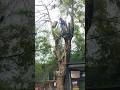 extreme tree cutting chainsaw #shortvideo #woodworking #chainsaw