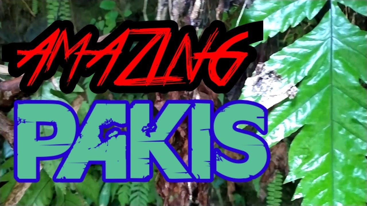 В поисках декоративных папоротников... Удивительные папоротники... Индонезийские джунгли.