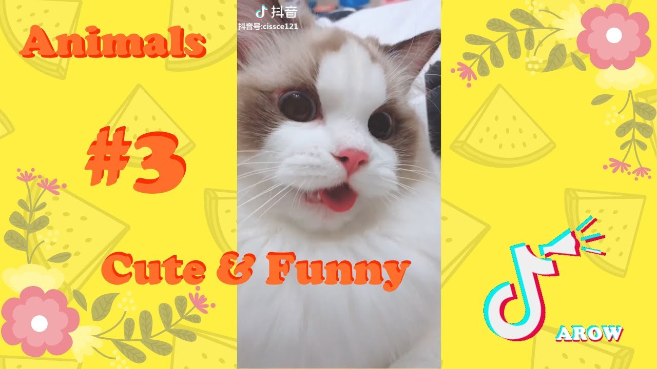 Cute Animals #3 Funny animals compilation 2018 - YouTube