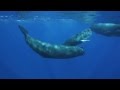 view The Sounds of the Sperm Whale digital asset number 1