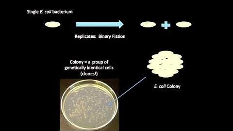 BIO 161 Microbial Source Tracking (Lab 10, Part 1)