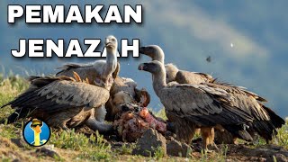 Nazar Vulture Burung Pemakan Jenazah, Tradisi Pemakaman Langit Di Tibet @rdmtvanimal