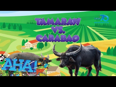 Video: Ano ang pagkakaiba ng bison at bison?