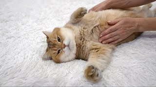 Purring cat by Hosico Cat 132,093 views 4 months ago 1 minute, 15 seconds