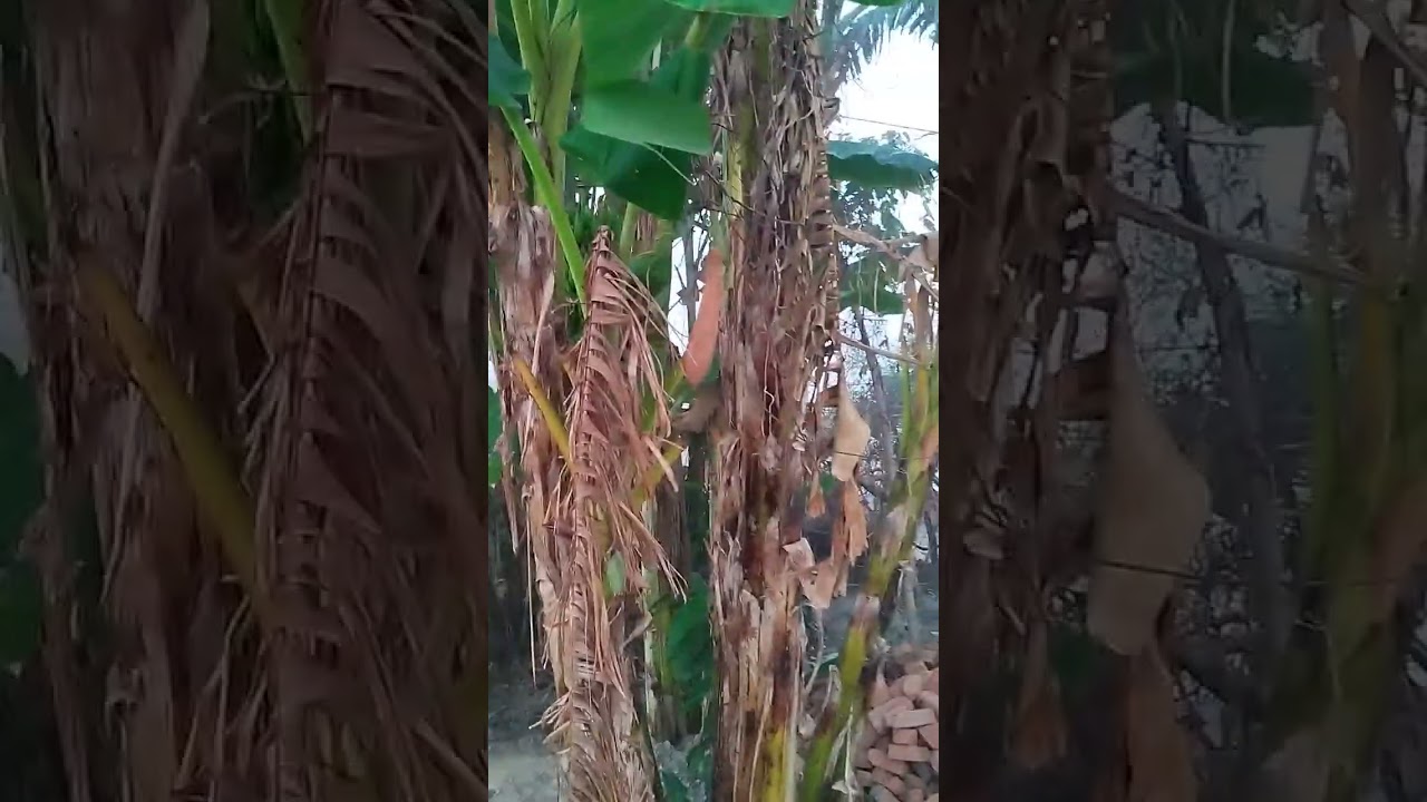 HATCHING POOL RENOVATION WORKS GOING ON SLOWLY 