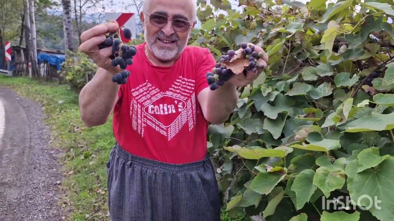 GÜZ Ayı Meyvelerinin Sonu(Üzüm- İncir) Kabadüz