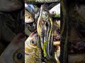 টেংরা মাছ #fish #fish #tranding #2025shorts #pleasesubscribe