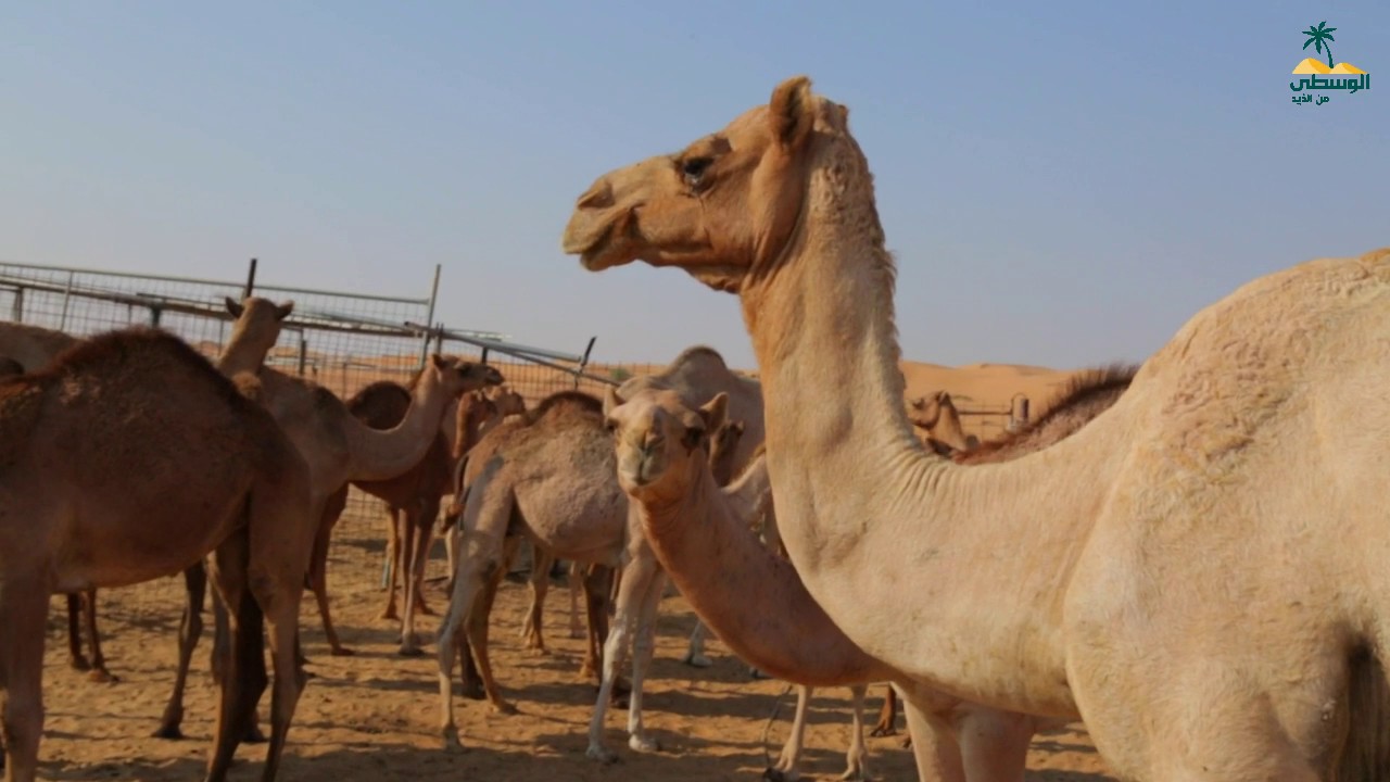 برنامج أهل الابل - سالم بن علي بن دغيش الكتبي