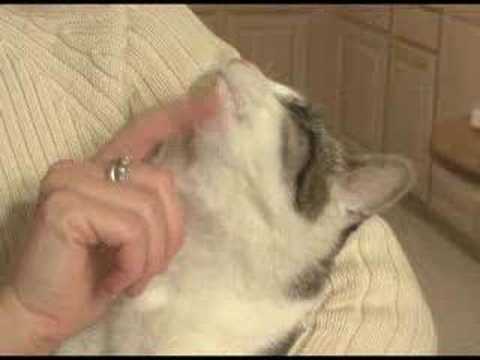Video: 5 Mythen over Feline Heartworm Disease